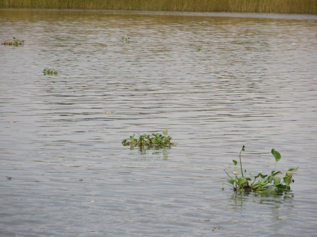 Floating water hyacinths