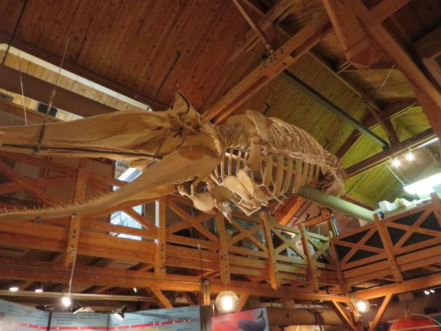 The whale skeleton hanging above