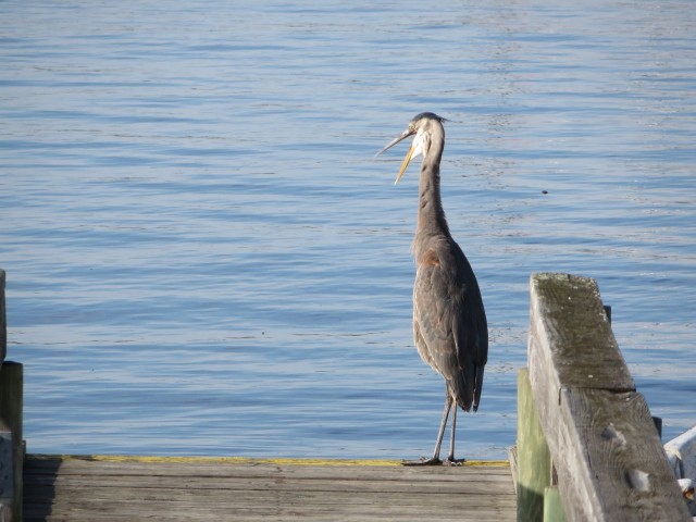 Bird on the dinghy dock