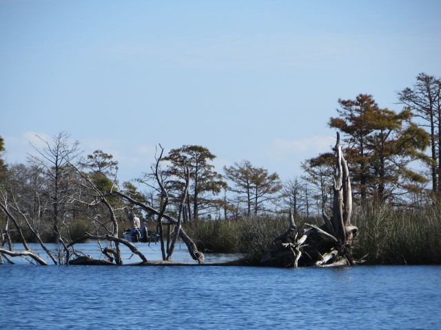 Tree stump sculptures