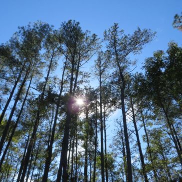 Dismal Swamp Canal = NO ………  Virginia Cut = YES