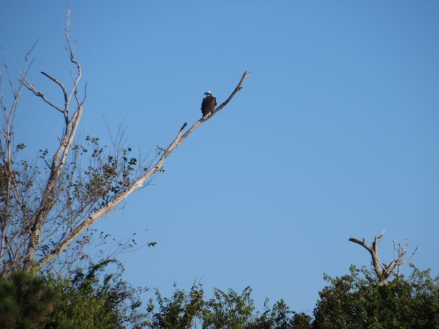 An eagle inspecting the ICW travelers