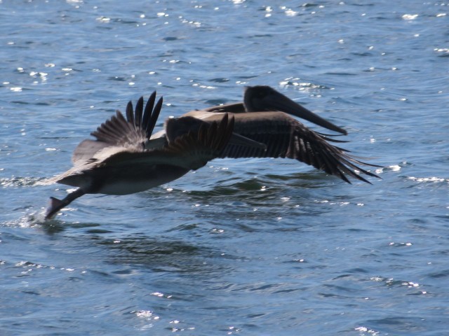 One Pelican takes off just as the bow comes close