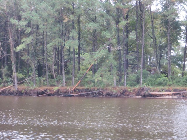 Eroding shoreline and toppling trees