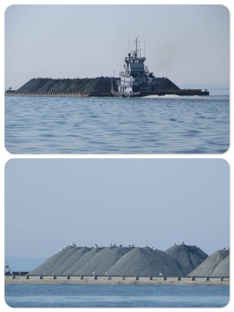 The tug is pushing a barge with piles of gravel. The seagulls are hitching a ride!