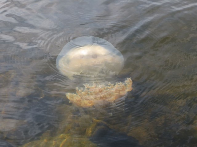 A very large jelly fish right by the dinghy dock.