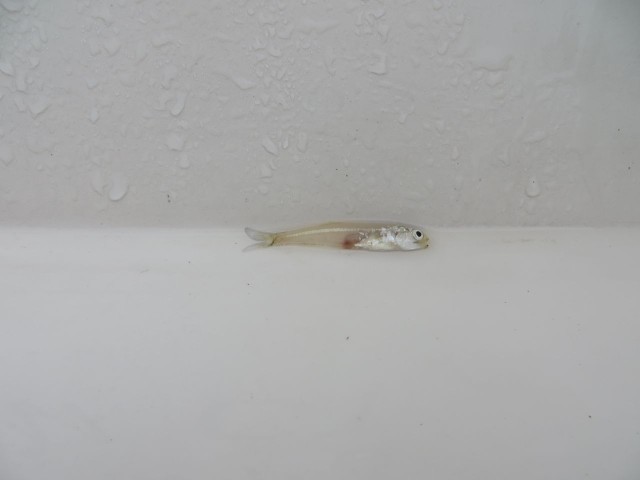A little fish who tried to stowaway on our transom. Caught a passing wake and surfed aboard?