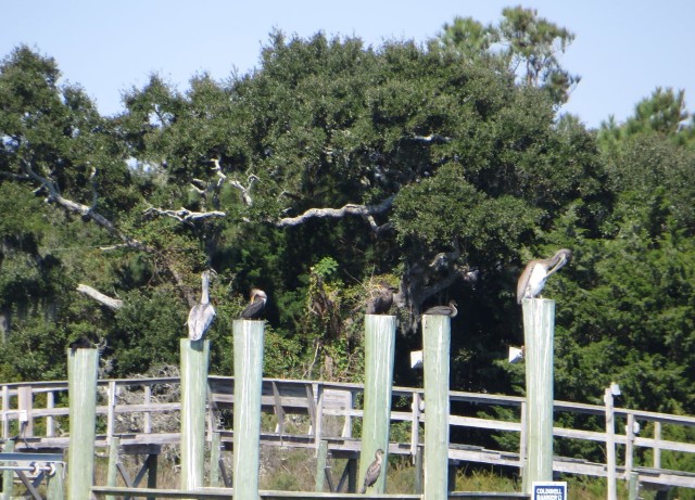 Saw a lot of pelicans today, flying diving and just perching