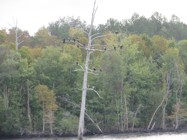 A scary tree with scary looking birds