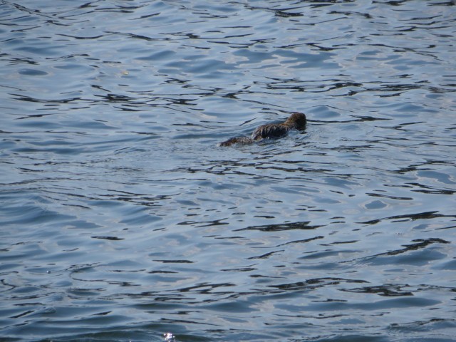 A swimming squirrel or a sea monster?