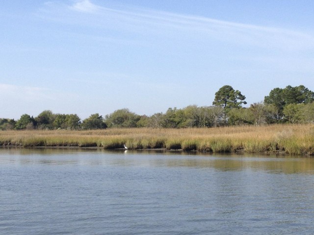 A beautiful white bird stands out against the marsh grasses