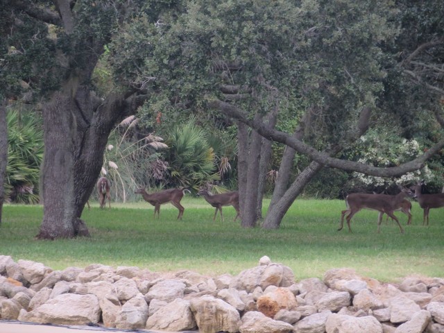 Herd of deer grazing