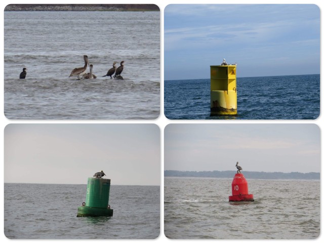 Pelicans on every and any buoy!