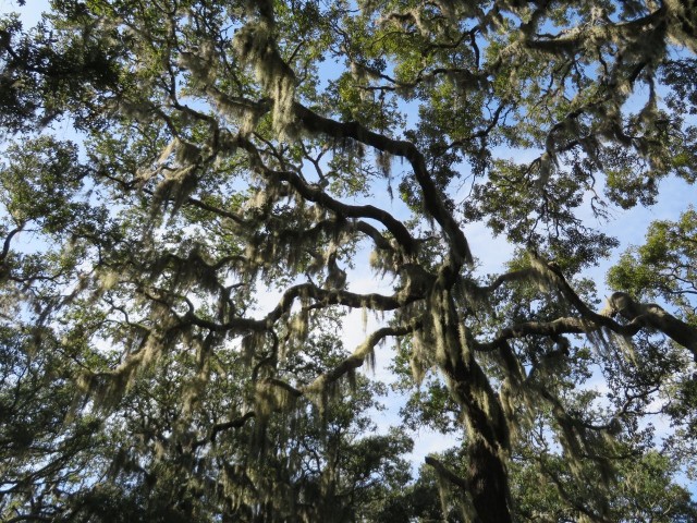 The Spanish moss canopy above our heads