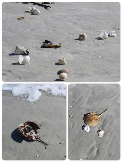 ~Shells tumbled across the sand ~Big and baby horseshoe crab shells