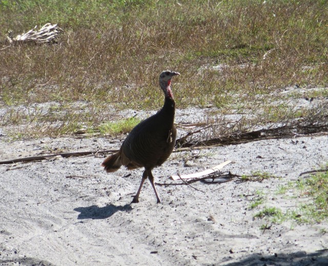 And there was this wild turkey strutting his stuff down the path