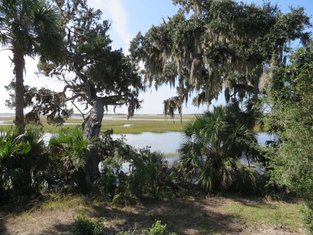 Salt marshes and Spanish moss