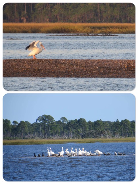 Florida's pelicans