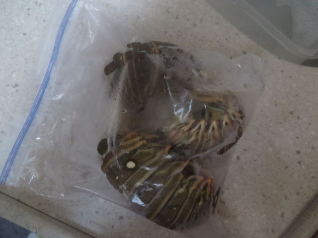 Our three lobster tails are bagged and put into the refrigerator.