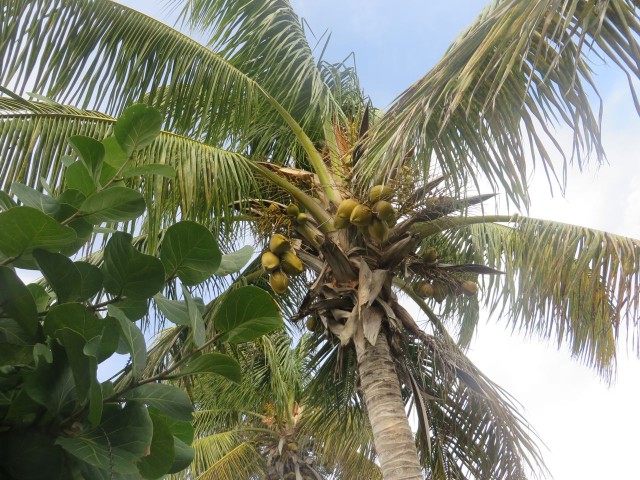 Coconut tree along the road