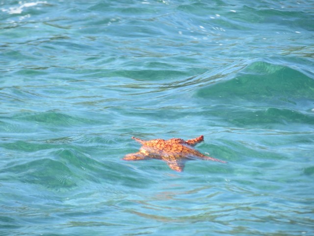 This starfish didn't sink back down, but floated away. I worried that he/she would not make it back down to a soft, safe place below the surface.