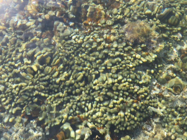 Another type of coral