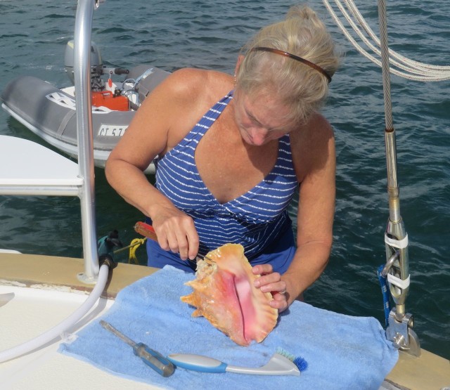 Cleaning conch on the back deck