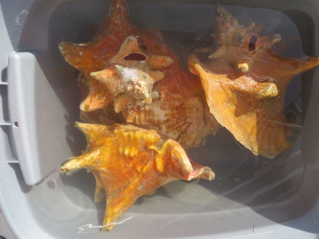 Bucket of soaking conch shells. There will be another blog post about conch shells!