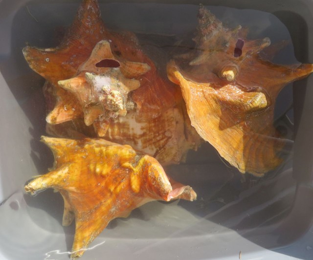 COnch shells sitting in a bucket of water and bleach