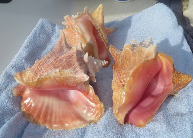 The first three conch, clean and shiny pink!