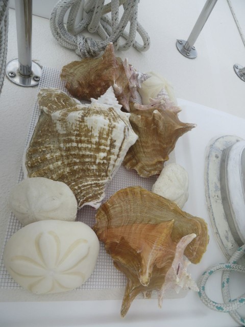 Conch shells and sea biscuits sitting out to try next to the mast