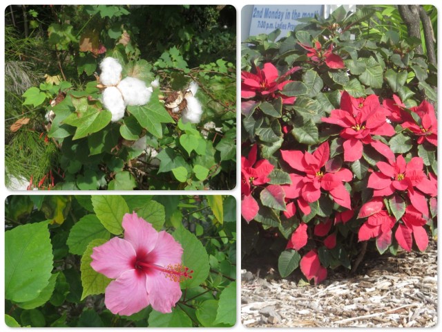 Top left -Cotton  Right - a poinsettia bush Bottom left - hibiscus