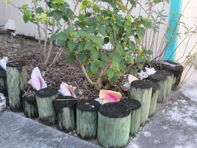 Conch shells lining a garden