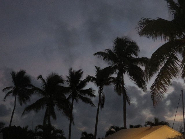 Silhouettes of palms