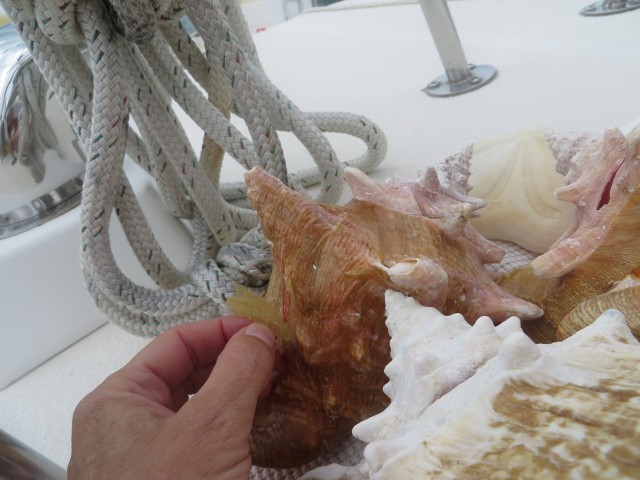 Peeling the  peri off the shell. This takes repeated attempts with a variety of tools, over many days