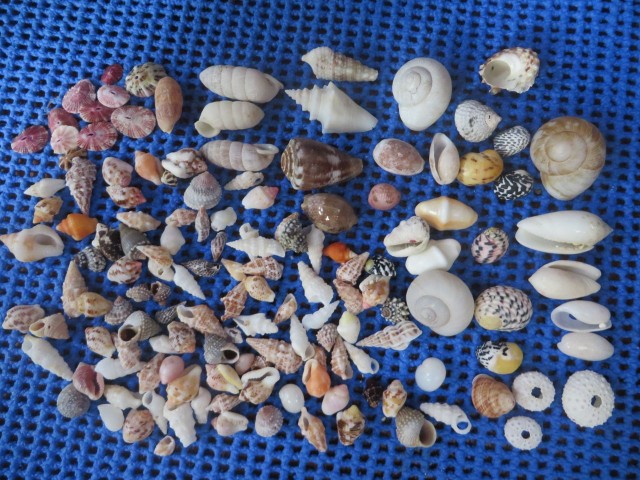 Teeny tiny sea shells 