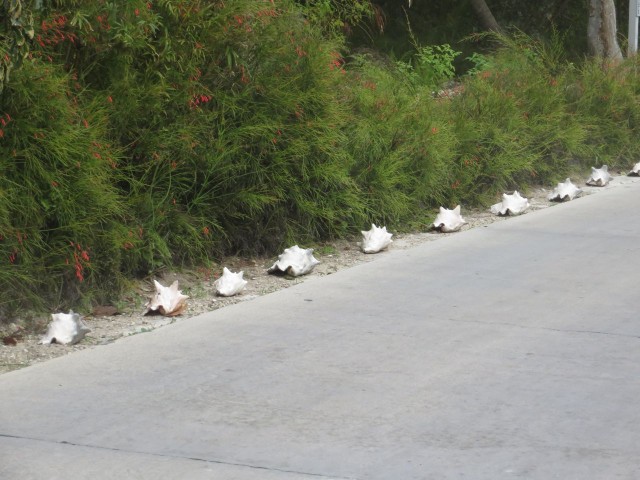 A road on Man-O-War Cay lined with conch shells.