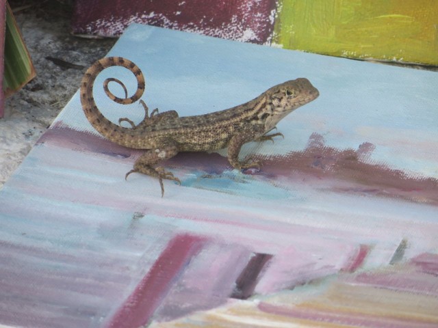 This little curly tail lizard enjoyed this painting very much!