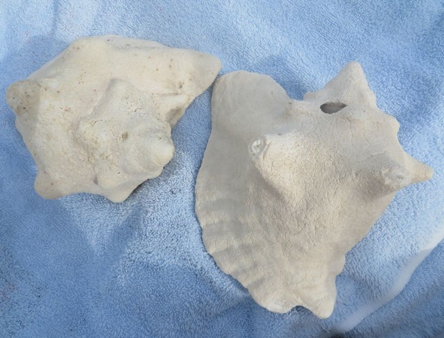 Two old white conch shells