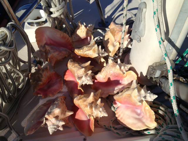 The most recent ten conchs, drying by the mast after spending their time in a bleach bucket.