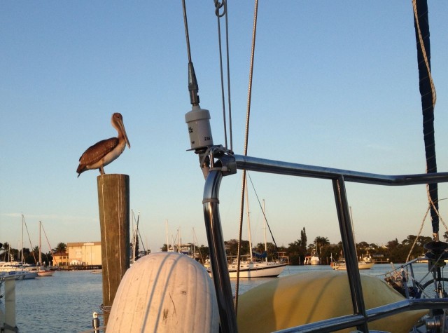 Our pelican friend greeted us as we pulled ingot he dock.