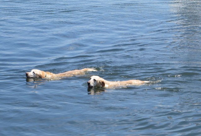 swimming retirevers