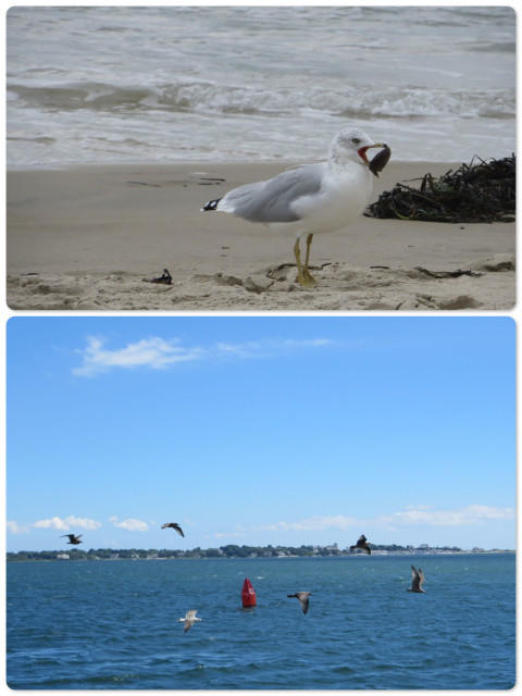 Watching the sea gulls' antics on the beach and on the water.