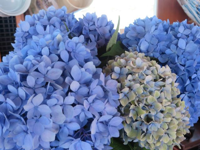 My vase of hydrangeas stayed fresh and pretty for the entire week. 