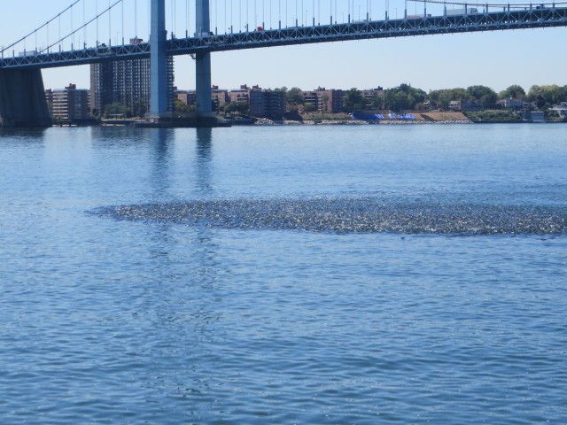 See the bunker fish swirl in the water as we approach the Throgs Neck Bridge?