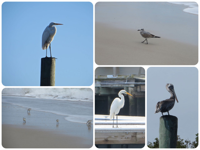 More birds to watch, on pilings, the docks, and on the beach.