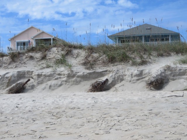 Only Al would notice that these are old Christmas trees buried in the sand along the beach.To prevent erosion?