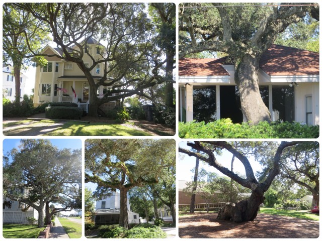 The twists and turns of Southern Live Oaks. In Southport, even the homes change to accommodate the trees -- take a close look at the upper right photo.