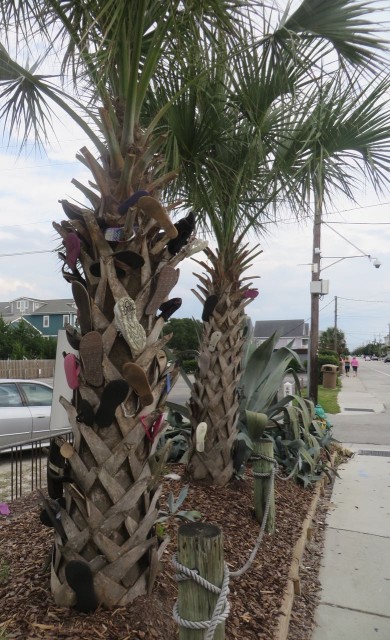 Shoes hanging on a palm tree outside of a bar. Any thoughts on why? Must be a local tradition of some sort.