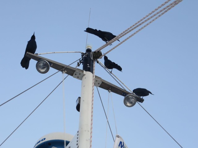 Speaking of birds...... Our mast may be short and sail-less, but these crows enjoyed sitting there all the same. Had to shoo them off every morning! Is this a "crows nest"?